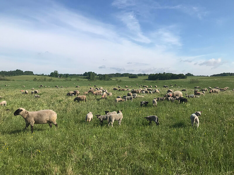 Avininkystės ūkis